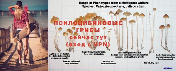 a pvp Зеленокумск